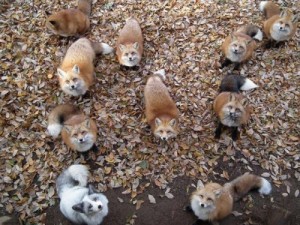 Create meme: Japanese Fox mini, well-fed cubs, island foxes in Japan