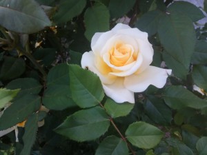 Create meme: rose floribunda stockholm, rose hybrid tea true love, rose tea hybrid timepix