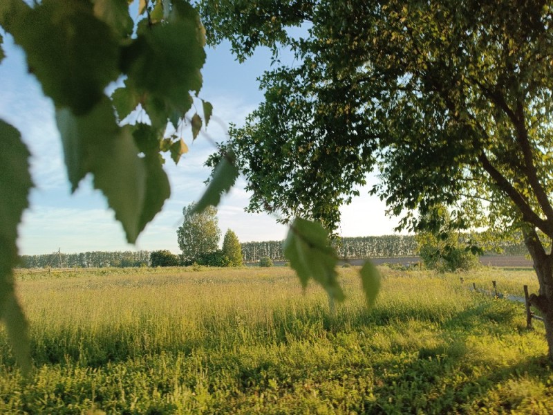 Create meme: birch in the field, nature of birch, nature 