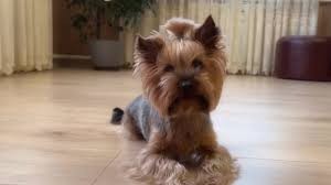 Create meme: dog Yorkshire Terrier, Yorkshire Terrier , breed Yorkshire Terrier