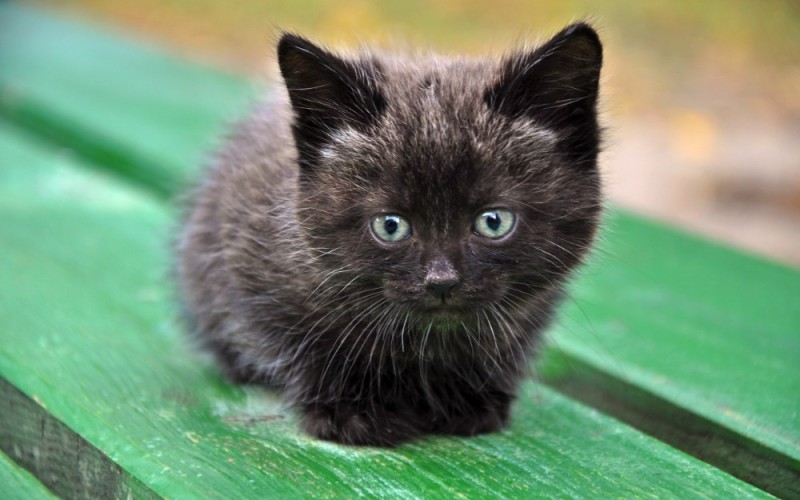 Create meme: a black kitten with green eyes, cute black kitten, a black kitten with blue eyes
