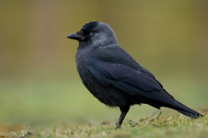 Create meme: Raven, common, jackdaw