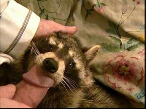 Создать мем: racoon, enot, raccoon