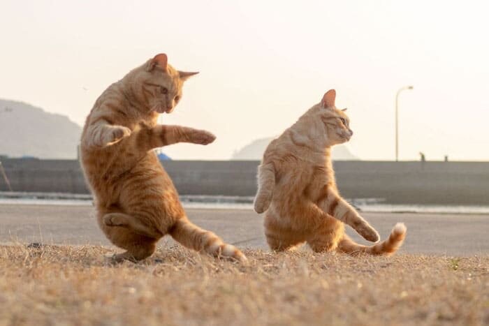 Создать мем: кошка кунг фу, танцующие коты, танцующий котик