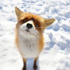 Create meme: the little fox, foxes, and gingerbread will be released