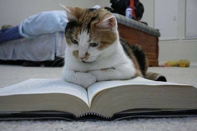 Создать мем: кошка с книжкой, умные коты, читающий кот