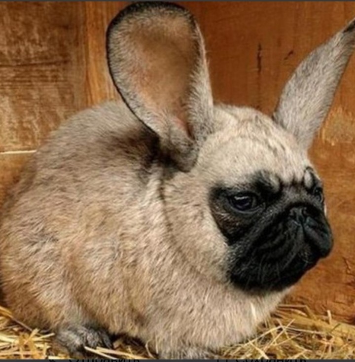 Create meme: pug rabbit, purebred pug, breed Rex rabbits