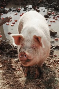 Create meme: pig face, dirty pig, pig