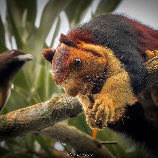 Create meme: giant Indian squirrel, ratufa indian giant squirrel, Ratuf's Indian squirrel