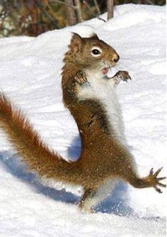 Create meme: male squirrels, common squirrel, proteins animals
