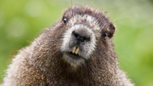 Create meme: Animal, beaver, marmot