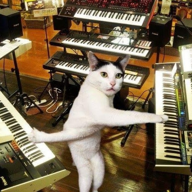 Create meme: The cat on the piano, piano kitty, The cat on the synthesizer