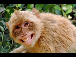 Create meme: monkeys, macaque monkey