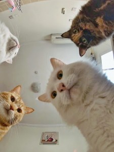 Create meme: Natasha and cats memes, memes with cats, meme cat