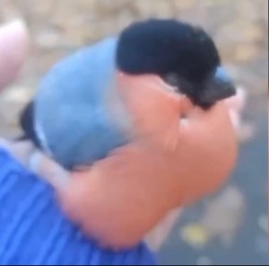 Create meme: bullfinch