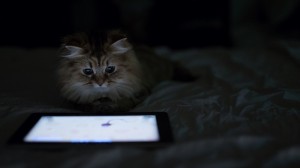 Создать мем: кошка, кот, кот смотрит в компьютер