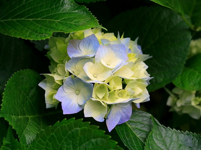 Create meme: hortense doris, large - leaved hydrangea, photos of hydrangeas