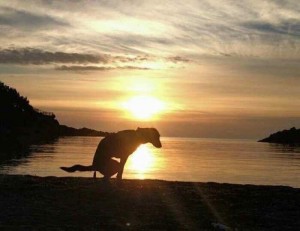 Create meme: sunset, dog at sunset