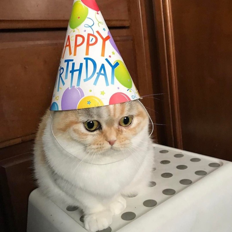 Create meme: happy birthday kitty, cat , cat 