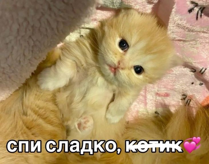 Создать мем: котëнок милый, милые котенок, няшные котики