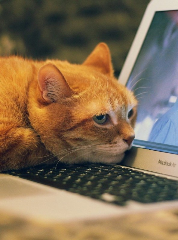 Создать мем: котик за ноутбуком, кот, котик за компьютером