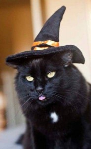 Create meme: hat, halloween, cute cat