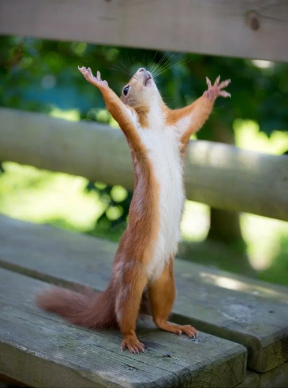 Create meme: squirrel meme, Hallelujah meme, Well, finally a squirrel