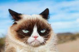 Create meme: unhappy cat , sullen cat tard, angry cat 