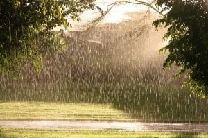 Создать мем: летний дождик, дождь летом, дерево под дождем