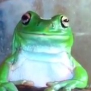 Create meme: frog frog, frog meme , frog 