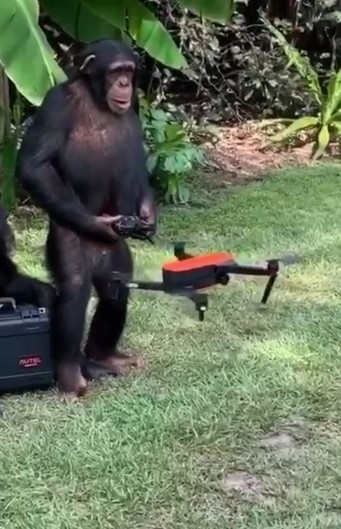 Create meme: chimpanzees , a monkey with a machine gun, chimpanzee