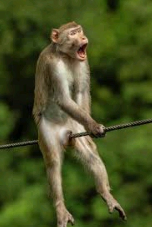 Create meme: funny monkey , funny monkeys, most funny monkey