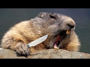 Create meme: marmot, rodents, beaver