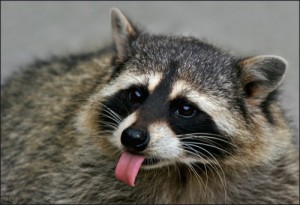 Create meme: The raccoon teases