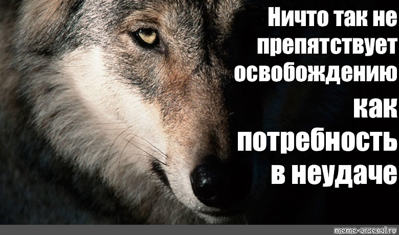 Волк обиделась. Волк брат Мем. Среди Волков волкам волчица Мем. Мемы с волками и Цитатами. Мем волчица пряности пирог не принесет сытости.