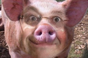 Создать мем: хрюшка, домашняя свинья, свинья хряк
