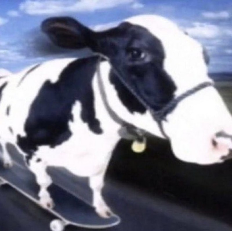 Create meme: the cow is beautiful, flying cow, funny cow