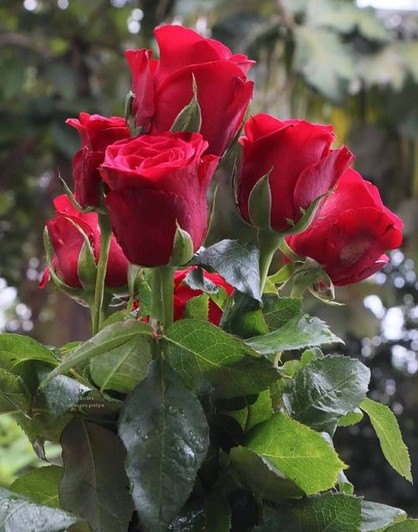 Создать мем: роза чайно-гибридная гранд амор, красные розы, роза гранд