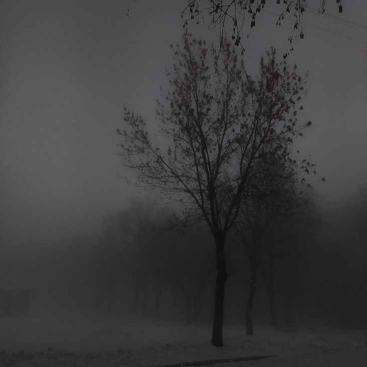 Create meme: foggy park, thick fog , Into the fog