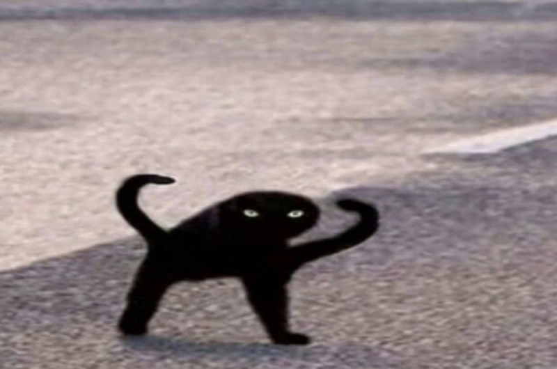 Create meme: the cat, cat meme joy, black cat joy