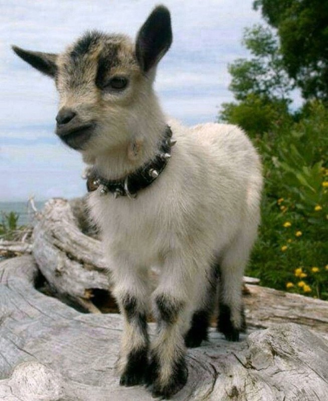 Create meme: beautiful goat, baby goat, mini goats