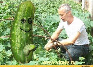 Create meme: watermelon giant, Dr. Popov cucumber pictures, Dr. Popov live cucumber