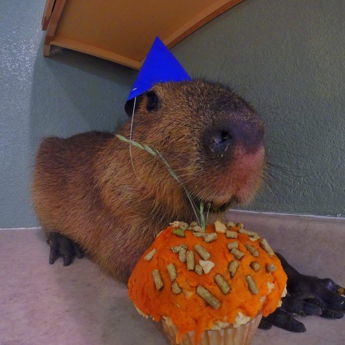 Create meme: happy capybara day, the capybara , capybara is funny