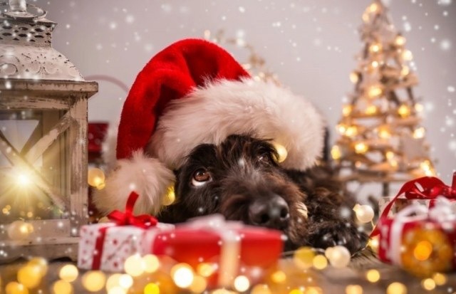 Создать мем: christmas dog, собаки новый год, собаки с леденцами новый год