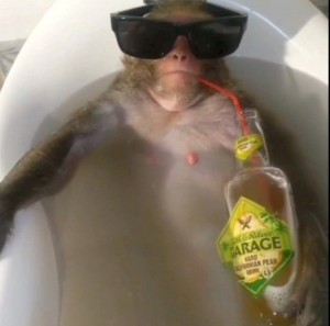 Создать мем: обезьяна с пивом, обезьяна, обезьяна моется