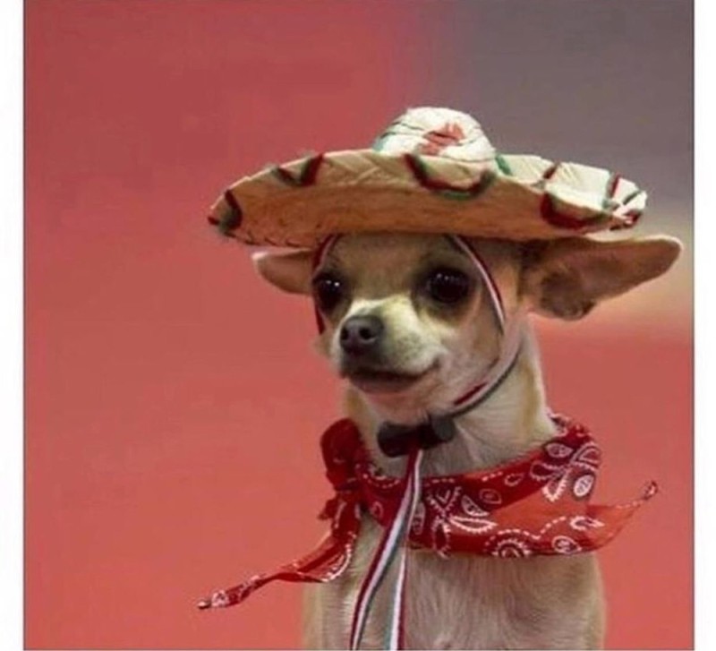 Create meme: mexican chihuahua, Buenos dias pedrias, buenos dias pedrilos