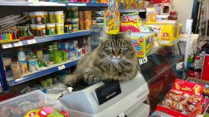 Create meme: cat, Cat, cat cashier