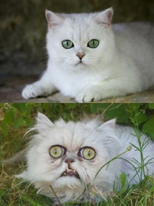 Create meme: cat, weird looking cat, white cat