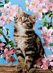 Create meme: kittens in flowers, cute cats, seals