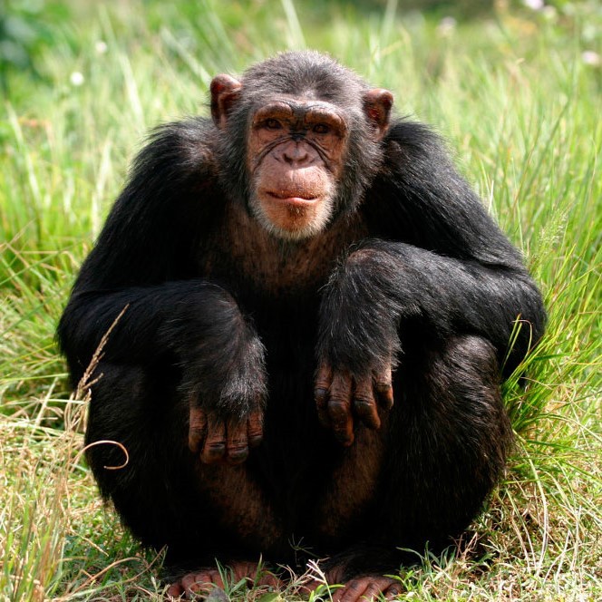 Create meme: Bonobo chimp, the chimpanzee is small, about monkeys